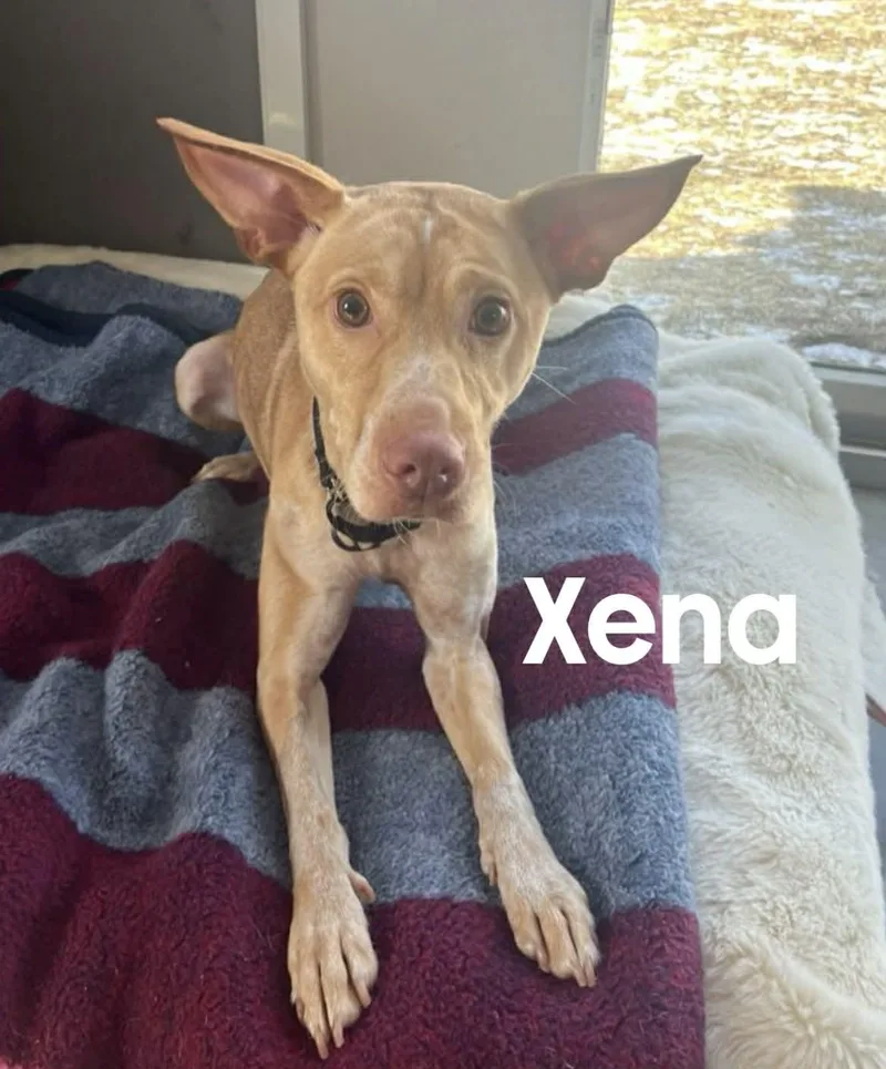 Xena thumbnail 3