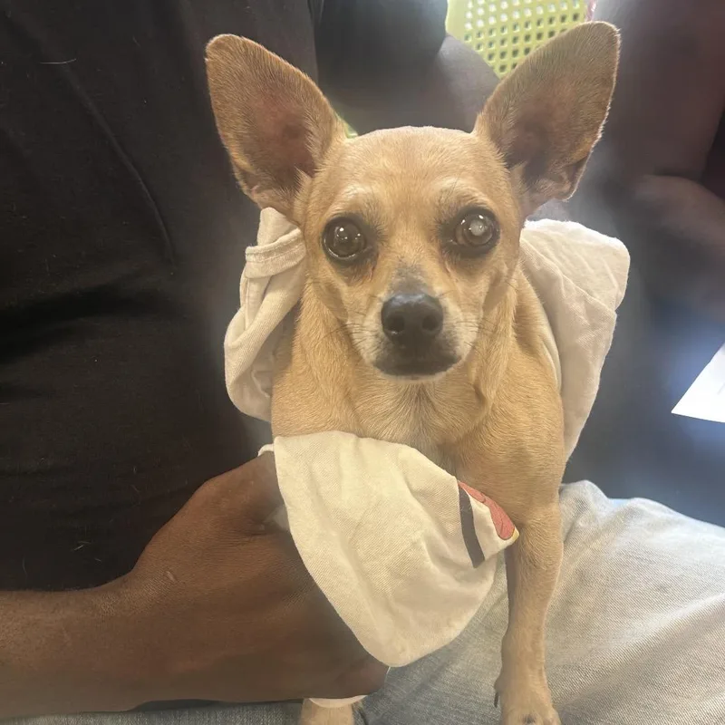 A senior small-sized male Yellow / Tan / Blond / Fawn Mixed Breed dog named Tebo for adoption in Tunkhannock, PA
