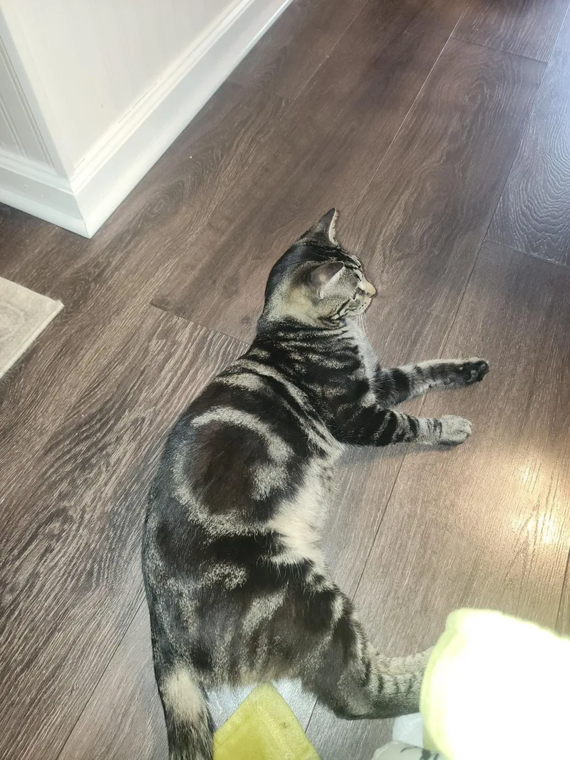 A young medium-sized female Tabby (Brown / Chocolate) Domestic Short Hair cat named Hot Lips & Hector for adoption in Mayfield, NY