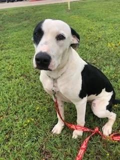 Jackson Dwaynejd thumbnail 4