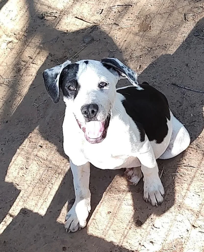 Jackson Dwaynejd thumbnail 5