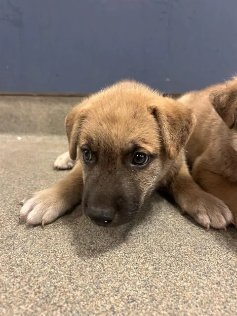 A baby small-sized male Terrier dog named Olie for adoption in Miami, FL