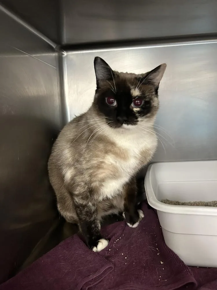 An adult medium-sized female Siamese cat named Daisy for adoption in Ontario, CA
