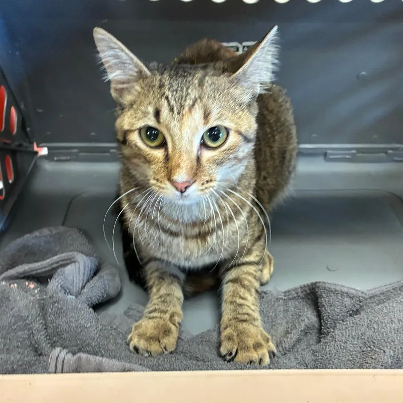A baby small-sized female Domestic Short Hair cat named Sheva for adoption in Memphis, TN