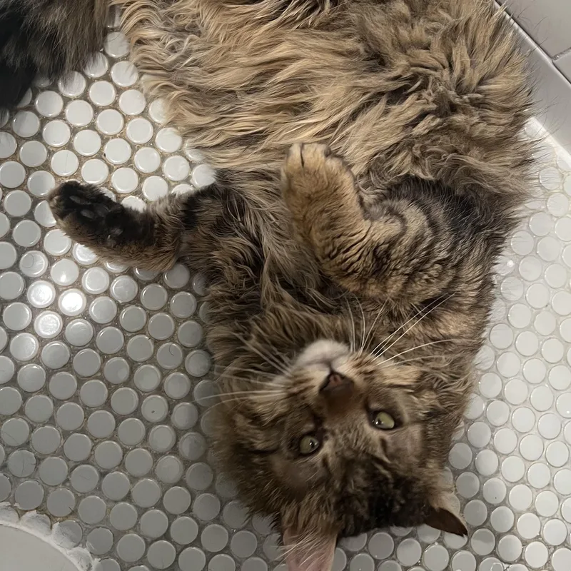 Enzo Is A Lover thumbnail 4