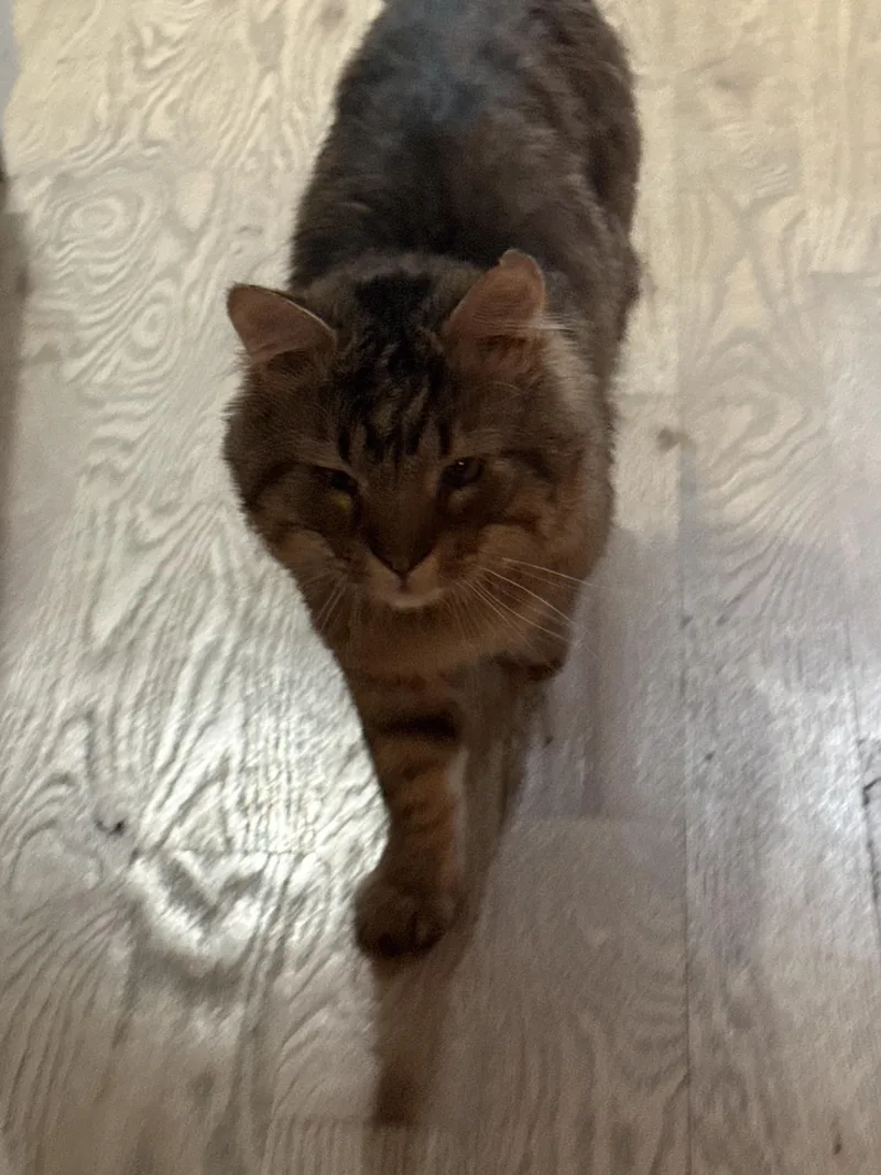 Enzo Is A Lover thumbnail 5