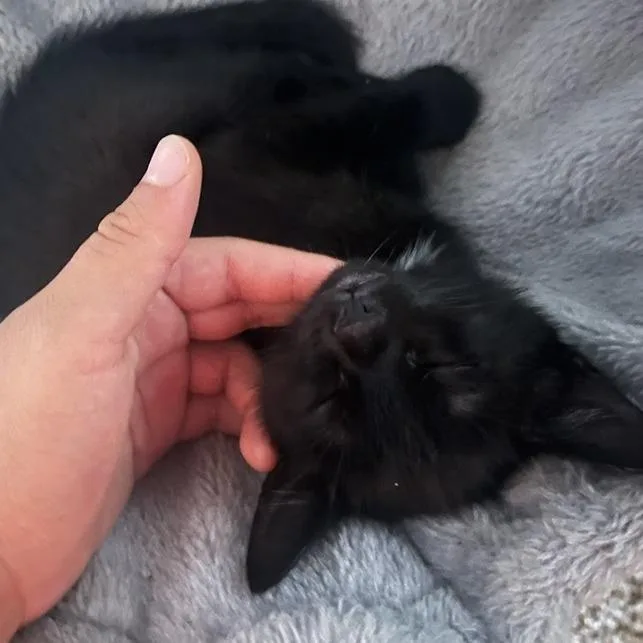 A baby small-sized female Black Domestic Short Hair cat named Juju for adoption in Austin, TX