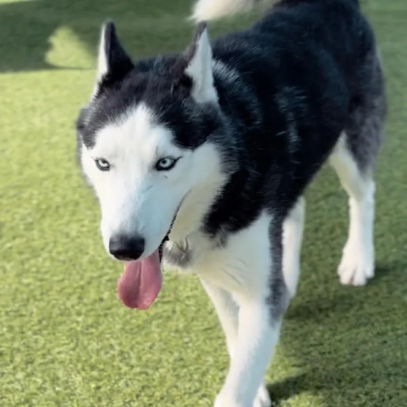 An adult medium-sized male Black Siberian Husky dog named Marbles for adoption in Middletown, NY