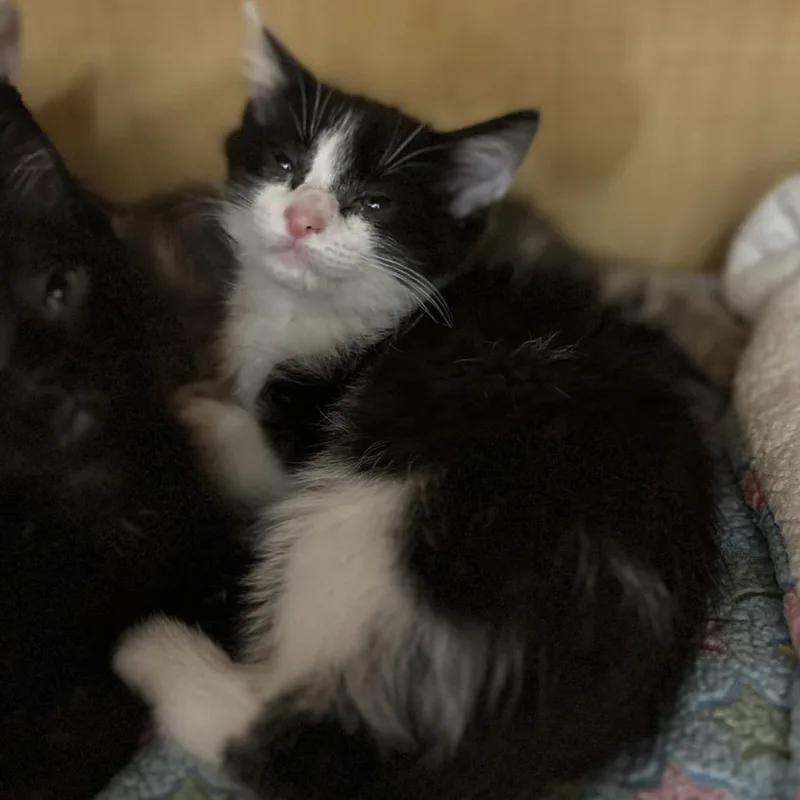 A baby small-sized female Black Domestic Short Hair cat named Apurrdite for adoption in Washington Township, OH