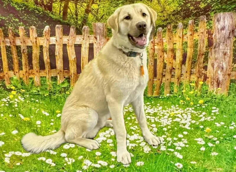 Gus