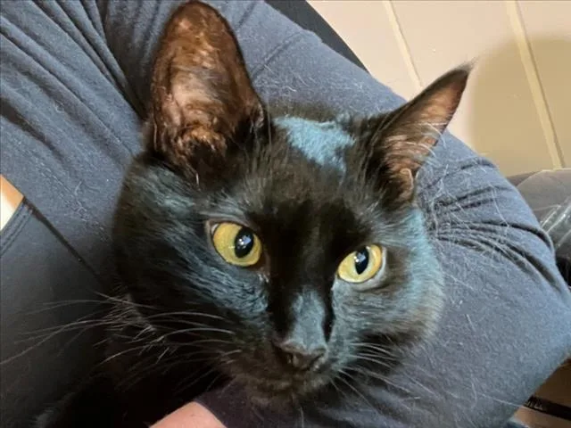 An adult medium-sized female Domestic Short Hair cat named Downy for adoption in Derwood, MD