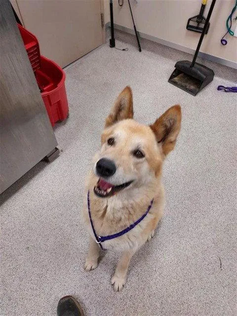 An adult medium-sized male Akita dog named Chewie for adoption in Elk Grove, CA