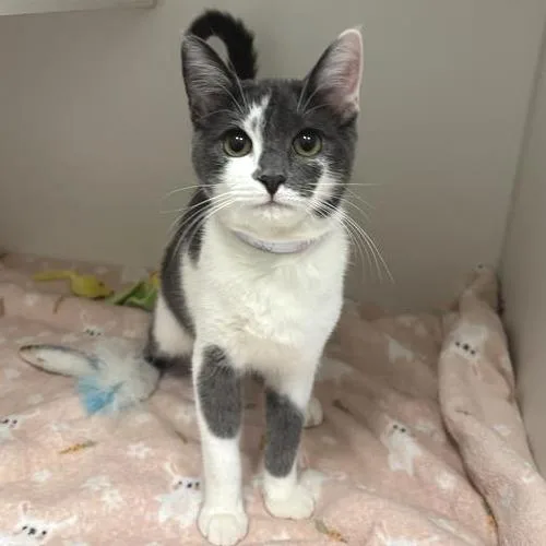 A young medium-sized female Gray / Blue / Silver Domestic Short Hair cat named Pokey for adoption in Hawthorne, CA