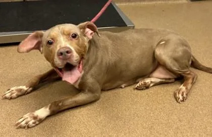 An adult large-sized female Mixed Breed dog named Te Fiti for adoption in Chamblee, GA