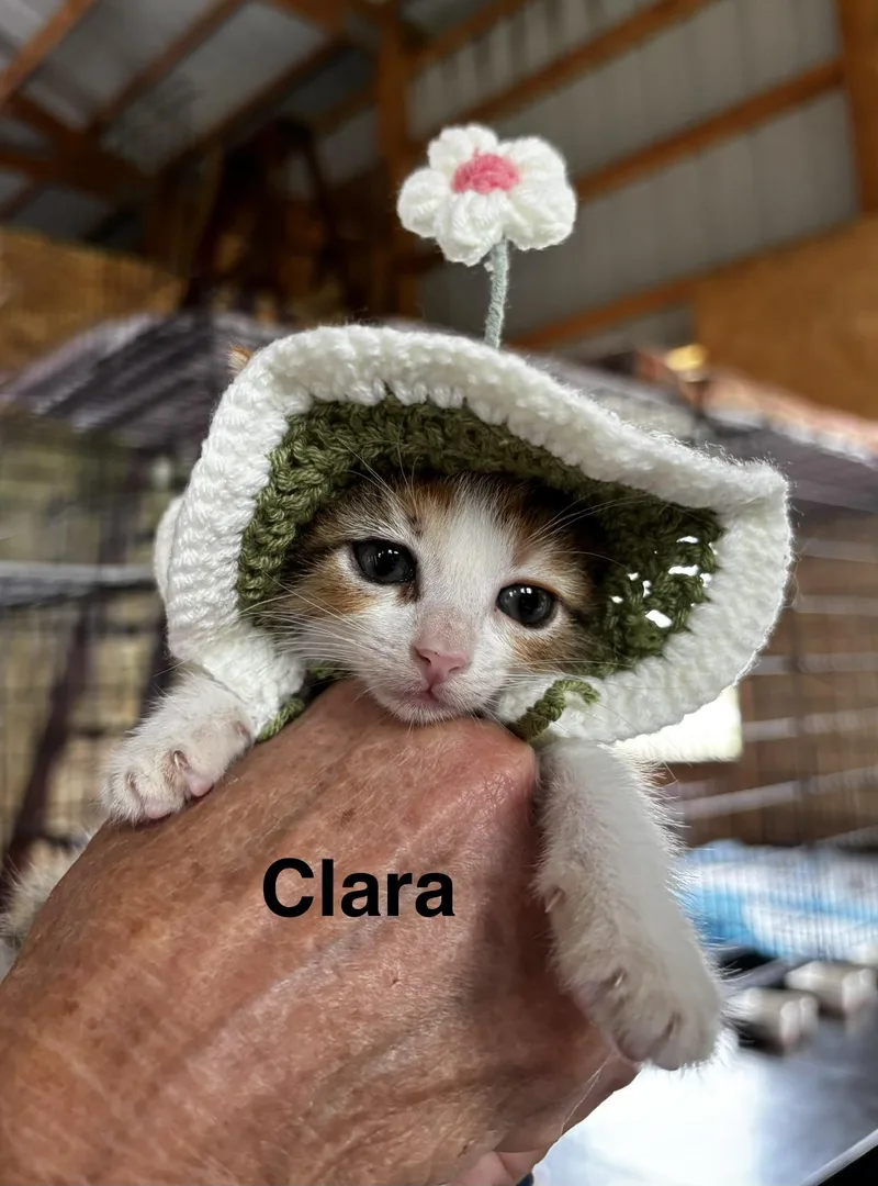 A baby small-sized female Domestic Short Hair cat named Clara for adoption in Sheboygan, WI