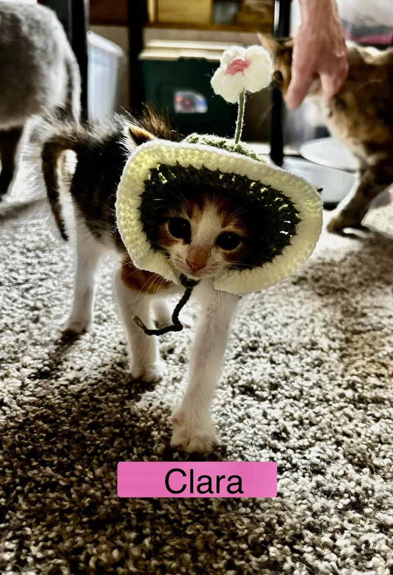 Clara thumbnail 3