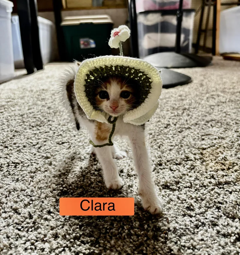 Clara thumbnail 4