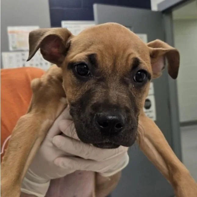 A baby medium-sized female Brown / Chocolate Mixed Breed dog named Sally for adoption in Alexandria, VA