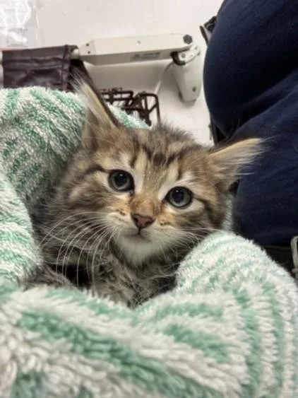 A baby small-sized female Domestic Medium Hair cat named Nancy for adoption in Los Angeles, CA
