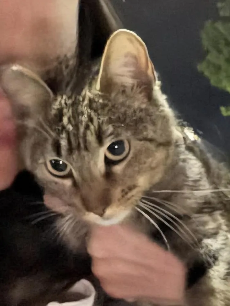 A young small-sized female Tabby cat named Kalea for adoption in Calimesa, CA