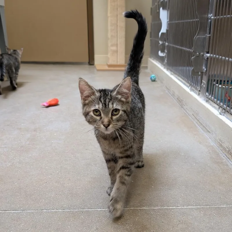 A baby small-sized female Torbie Domestic Short Hair cat named Jimberly for adoption in York, PA