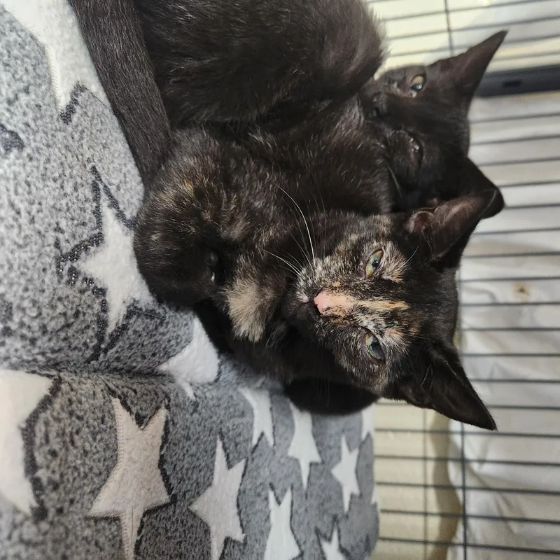 A baby medium-sized female Tortoiseshell Domestic Short Hair cat named Ferrari for adoption in Charleston, SC