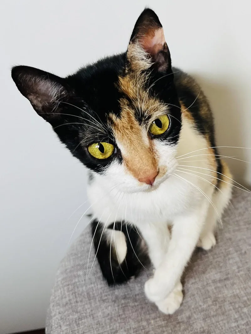 Coffee  Coming Soon! thumbnail 2