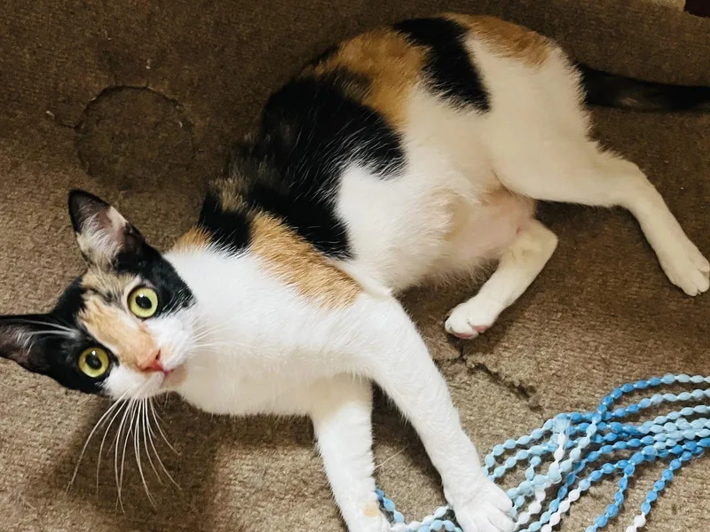 Coffee  Coming Soon! thumbnail 3