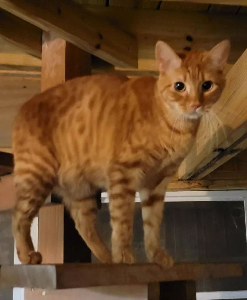 A young medium-sized male Tabby (Orange / Red) Domestic Short Hair cat named Archie for adoption in Douglasville, GA