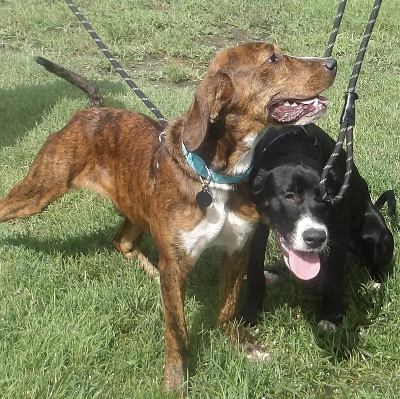 A baby large-sized female Great Dane dog named Gidget for adoption in Gloucester, VA