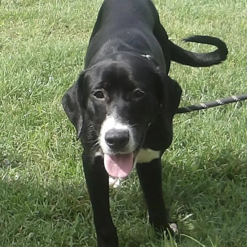 Gidget thumbnail 2