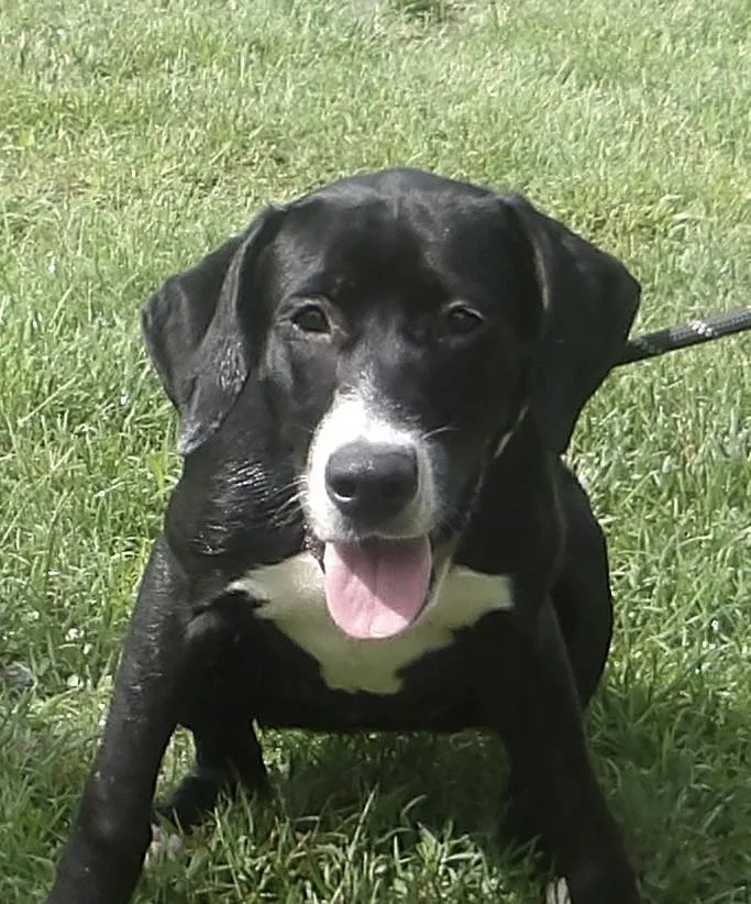 Gidget thumbnail 3