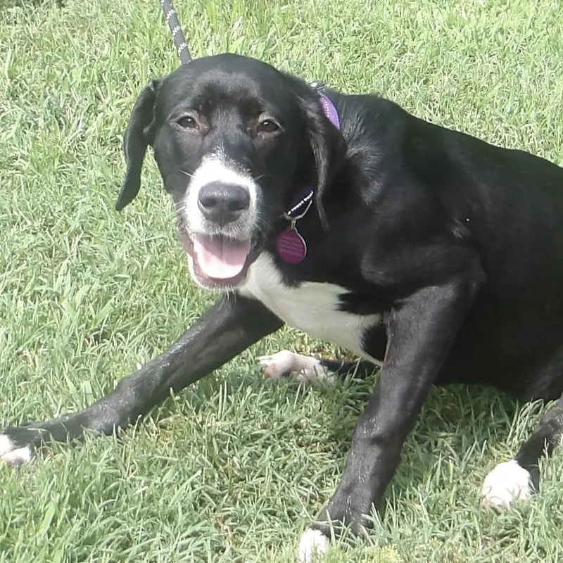 Gidget thumbnail 4