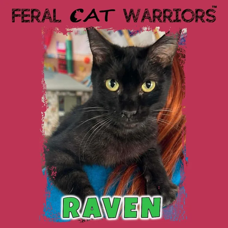 An adult small-sized female Black Domestic Short Hair cat named Raven for adoption in Kingman, AZ