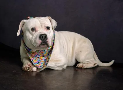 An adult large-sized male Mixed Breed dog named Lil Bentley for adoption in Atlanta, GA