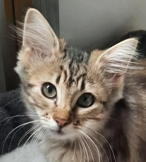A baby medium-sized female Domestic Short Hair cat named Holly for adoption in Independence, MO