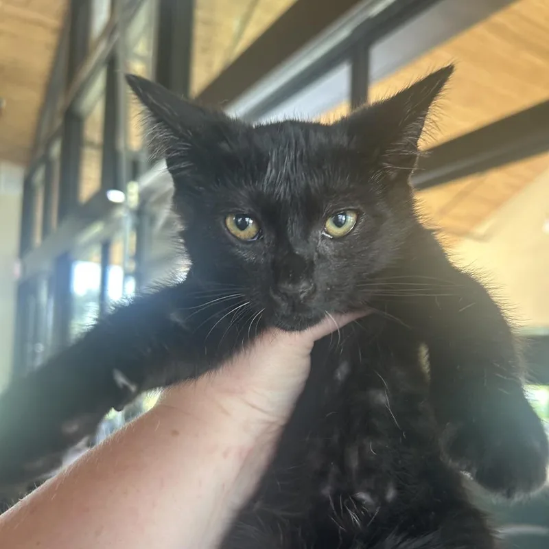 A baby small-sized male Black Domestic Short Hair cat named Ozark FKA Bell for adoption in Leander, TX