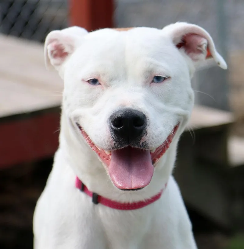 A young medium-sized female White / Cream Pointer dog named Dot for adoption in Kansas City, KS