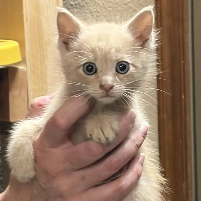 Sherbet F thumbnail 2