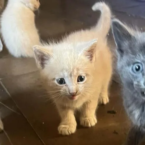 Sherbet F thumbnail 3