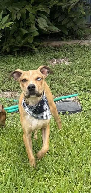 A young small-sized male Pit Bull Terrier dog named Thumper for adoption in Pasadena, TX