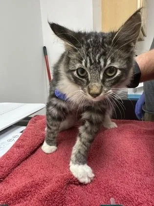A baby small-sized male Domestic Short Hair cat named Yoda for adoption in Sacramento, CA