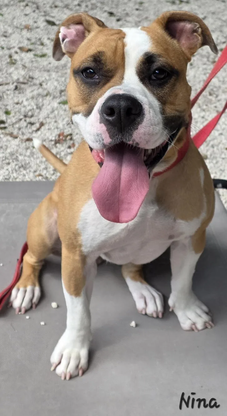 An adult medium-sized female Boxer dog named Nina for adoption in Key Largo, FL
