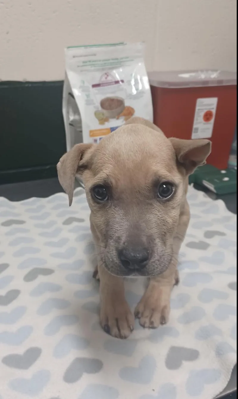 A baby medium-sized female Mixed Breed dog named Beta Boo for adoption in Conway, SC