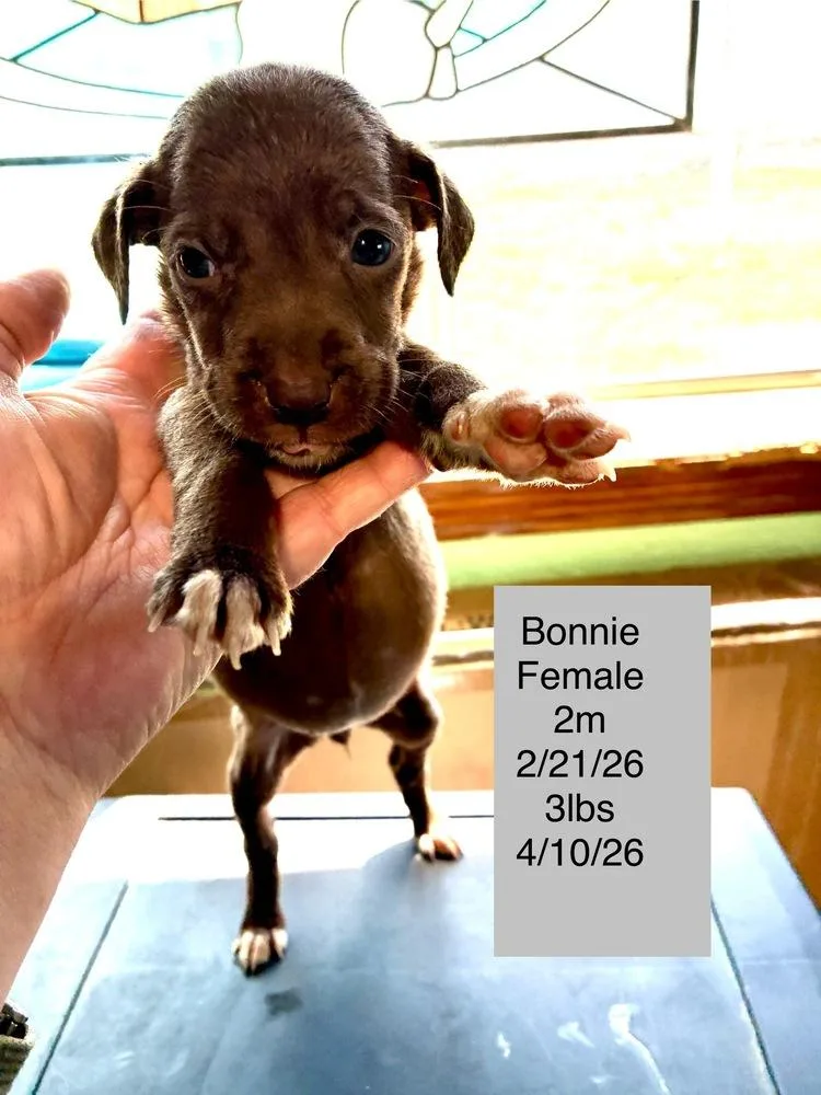 A baby small-sized female Brown / Chocolate Terrier dog named Bonnie for adoption in Colorado Springs, CO