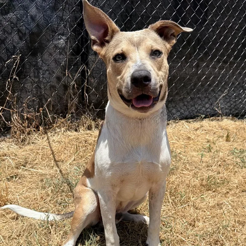 A young medium-sized male Yellow / Tan / Blond / Fawn Mixed Breed dog named Ranger for adoption in Leander, TX