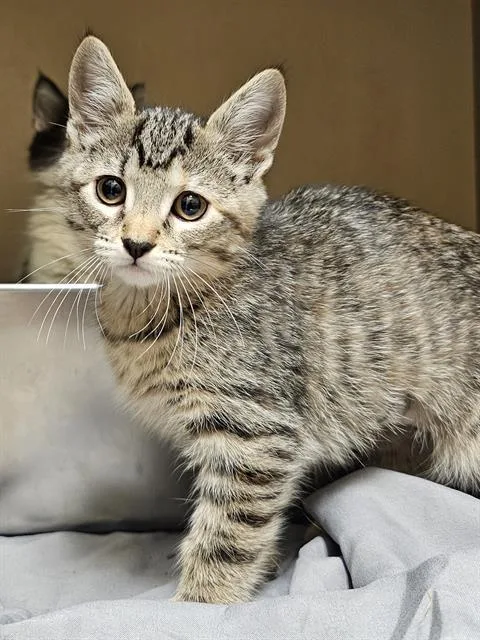A baby medium-sized female Brown / Chocolate Domestic Short Hair cat named Mildred for adoption in Clyde, NC
