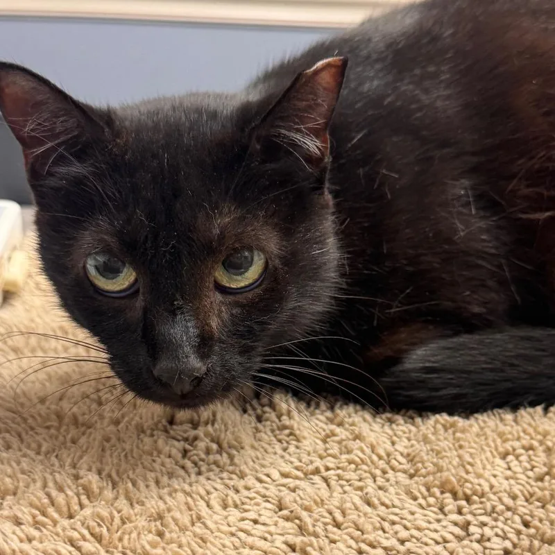 A young small-sized female Black Domestic Short Hair cat named Micah for adoption in TITUSVILLE, FL