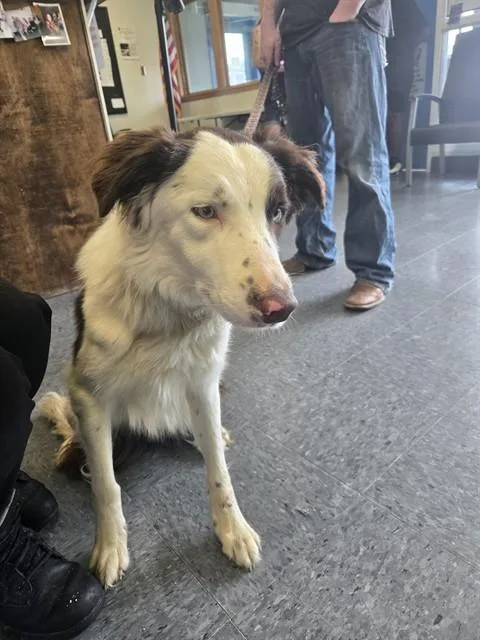 An adult medium-sized male Border Collie dog named Mr Gibbs for adoption in Casper, WY