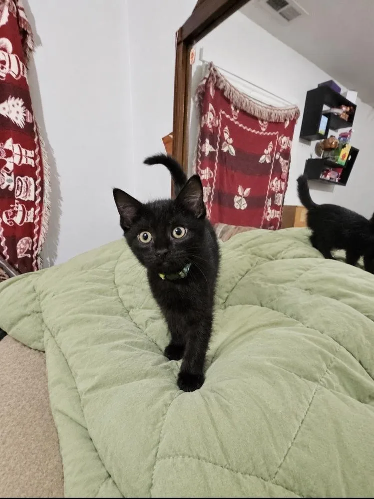 A baby small-sized female Domestic Medium Hair cat named Greenie for adoption in Virginia Beach, VA
